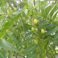 Azadirachta indica A.Juss.